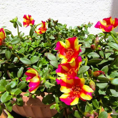 Le Ginestre * Camaiore