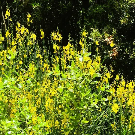 Le Ginestre *